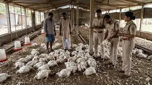  लग्नातल्या डीजेमुळे मेल्या  १४० कोंबड्या, गुन्हा दाखल