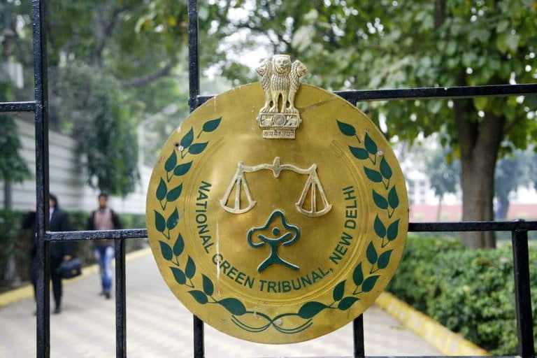  नाशिक महापालिकेला NGT चा झटका, नाशिकमध्ये वृक्षतोडीला ब्रेक