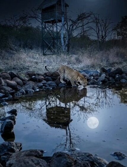  ज्ञानगंगा अभयारण्यामध्ये बुद्ध पौर्णिमेच्या प्रकाशात आढळले बिबट, अस्वल, रानडुक्कर